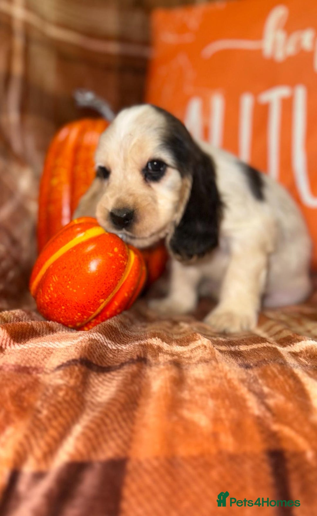 Cocker Spaniel dogs for sale: 🧡💛❤️Stunning KC Show Cocker Spaniels❤️🩷🧡 - Image 5