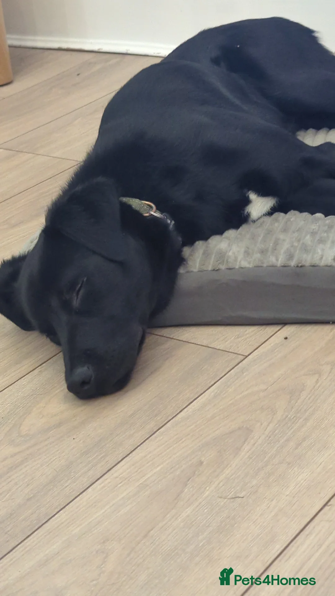 Borador dogs for sale: 1 year old male Borador  - Advert 3