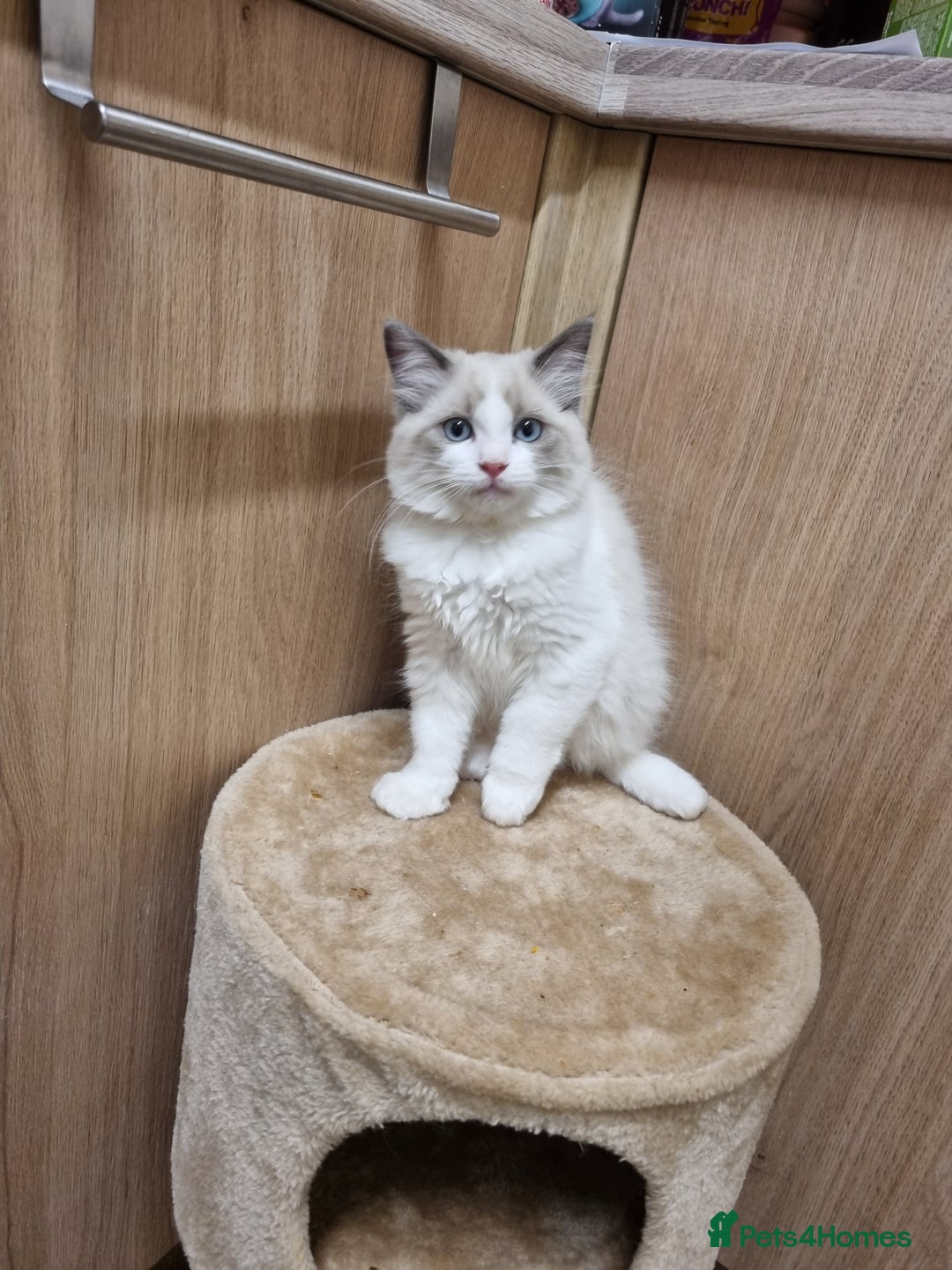 Ragdoll cats for sale: Ragdoll kittens  - Image 6