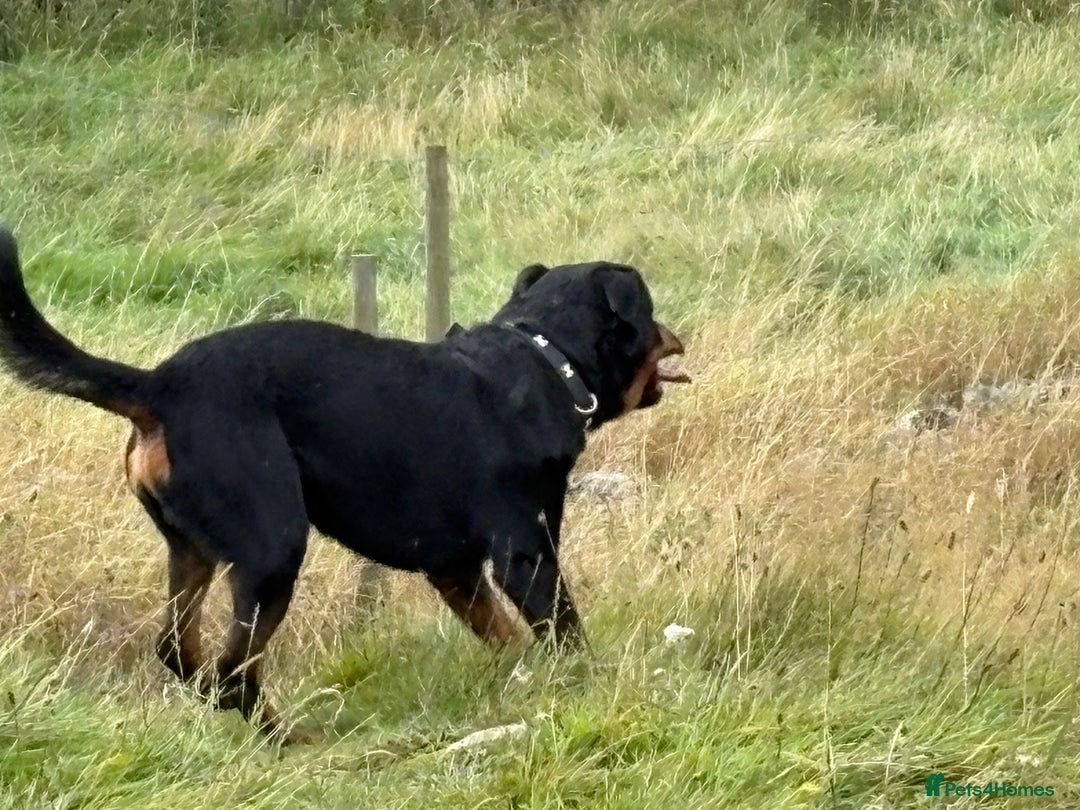 Rottweiler dogs for stud: Rocco - Image 6
