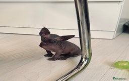 Sphynx cats for sale: 3 beautiful sphynx kittens  - Image 13