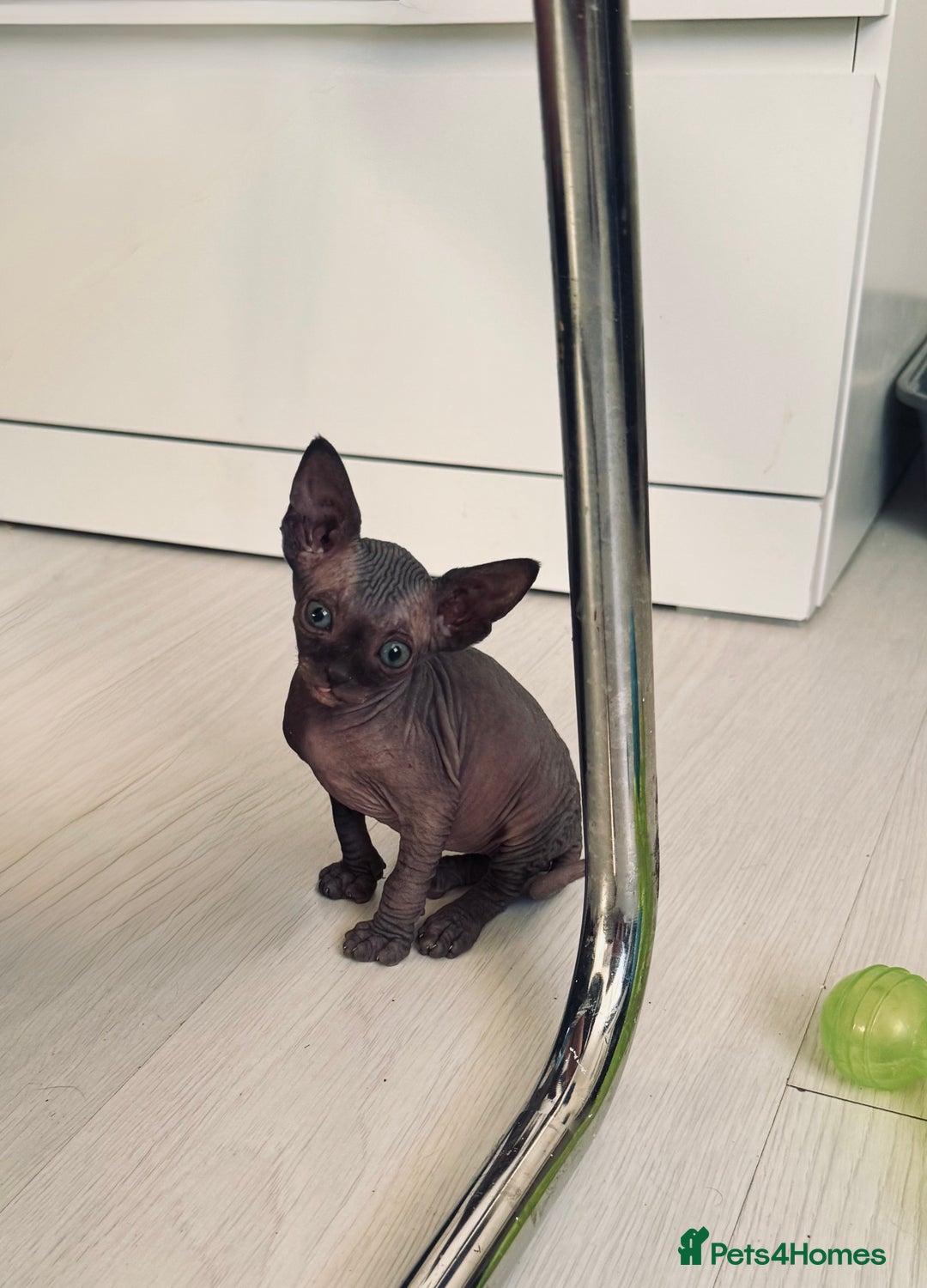 Sphynx cats for sale: 3 beautiful sphynx kittens  - Image 13
