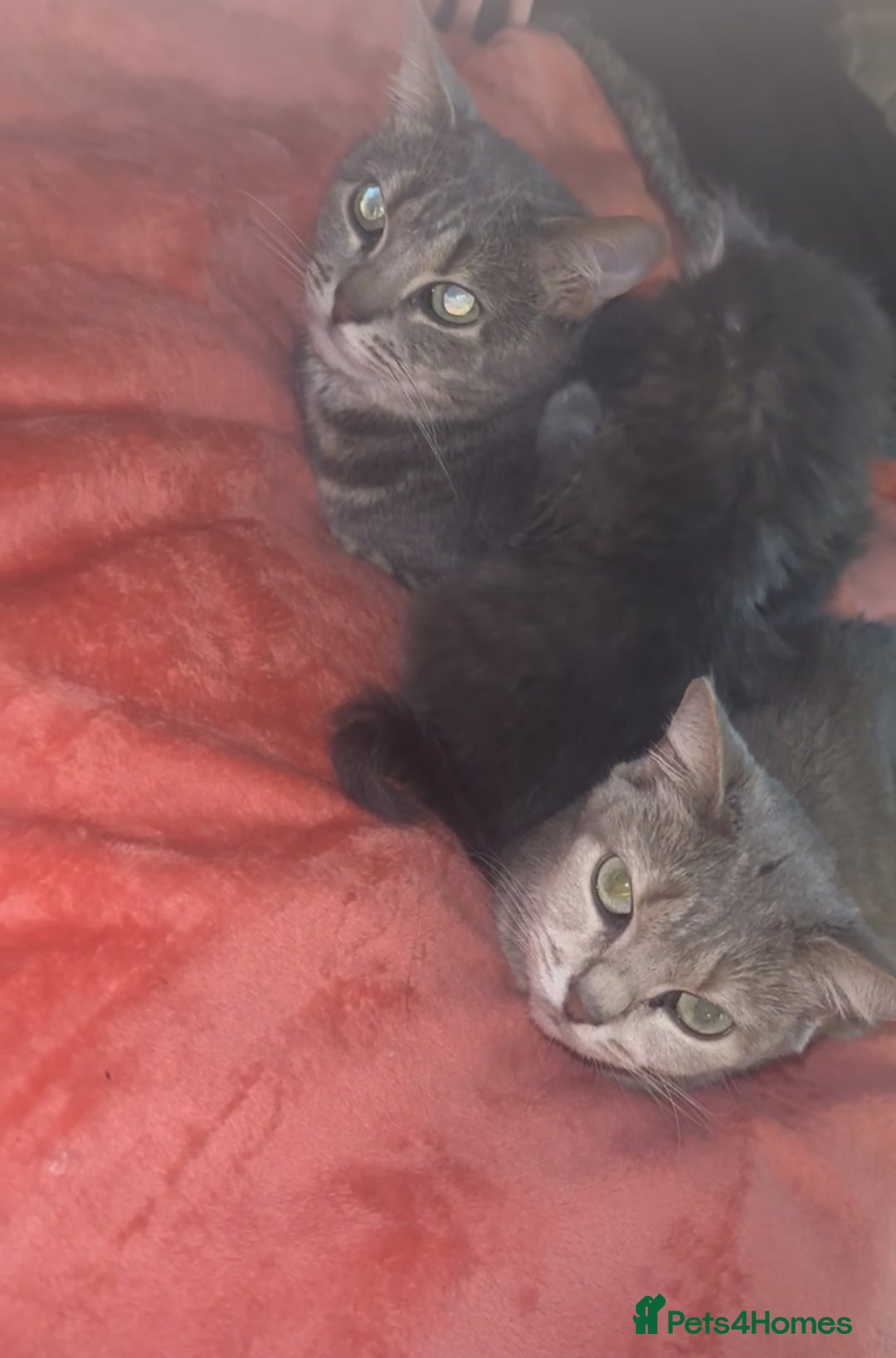 Domestic Shorthair cats for sale: Tabby long haired female  - Advert 5