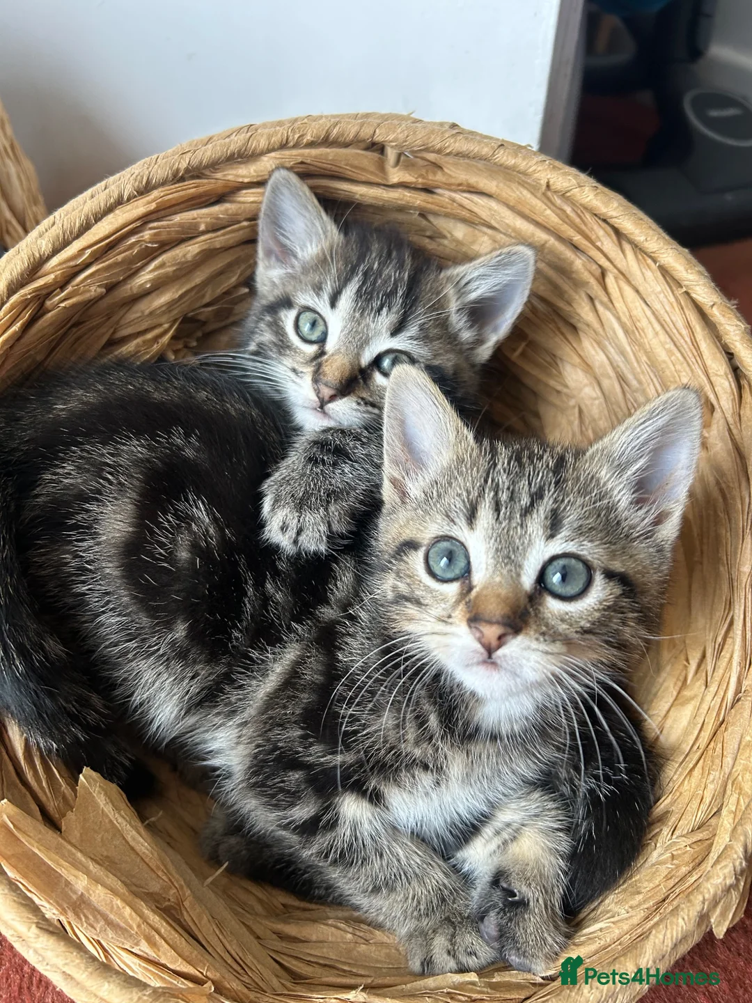 Mixed Breed cats for sale: Kittens for sale - Advert 12