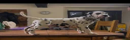 Dalmatian dogs for stud: KC Reg Dalmatian for stud  - Advert 18