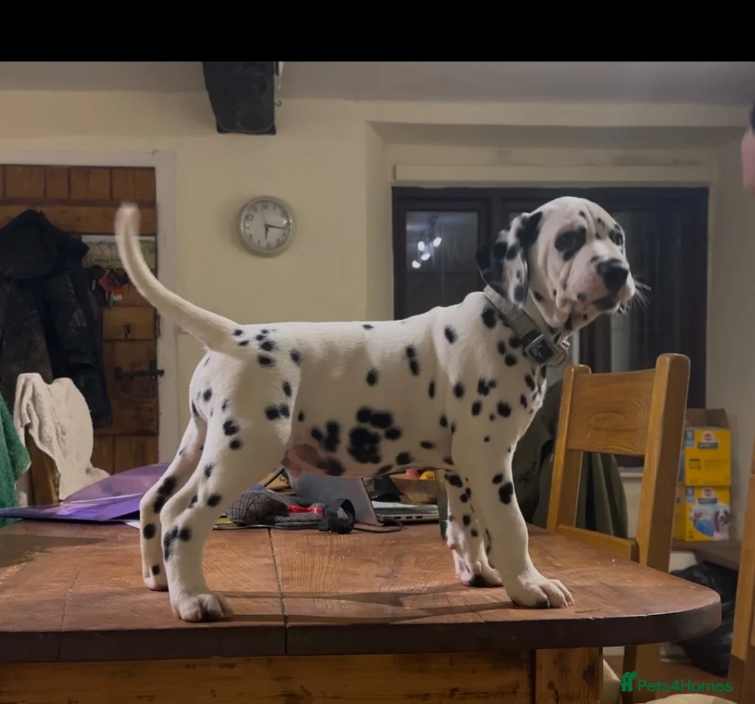 Dalmatian dogs for stud: KC Reg Dalmatian for stud  - Advert 18