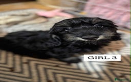 Mixed Breed dogs for sale: Dachshund cross - Image 5
