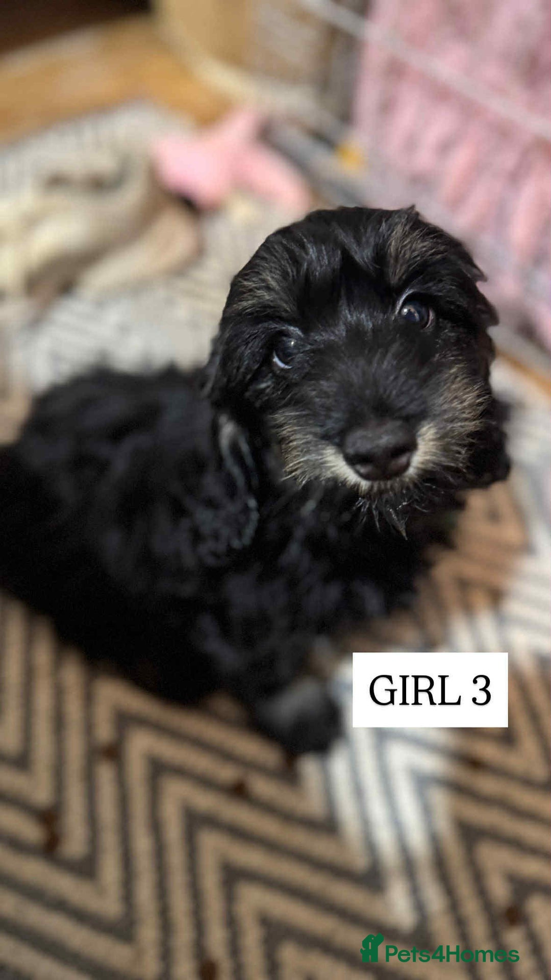 Mixed Breed dogs for sale: Dachshund cross - Image 5