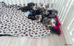 Miniature Dachshund dogs for sale: Beautiful sausages available - Image 2