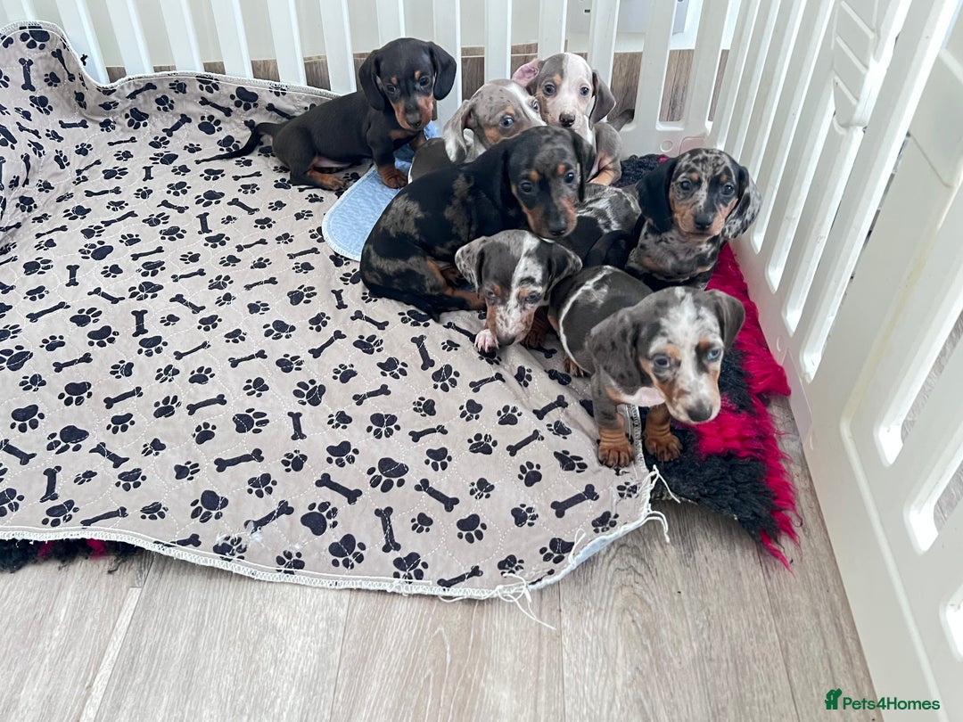 Miniature Dachshund dogs for sale: Beautiful sausages available - Image 2