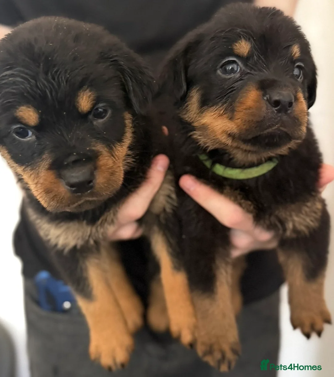 Rottweiler dogs for sale: Only 4 Beautiful Rottweiler Pups Ready in 2 weeks  - Advert 1