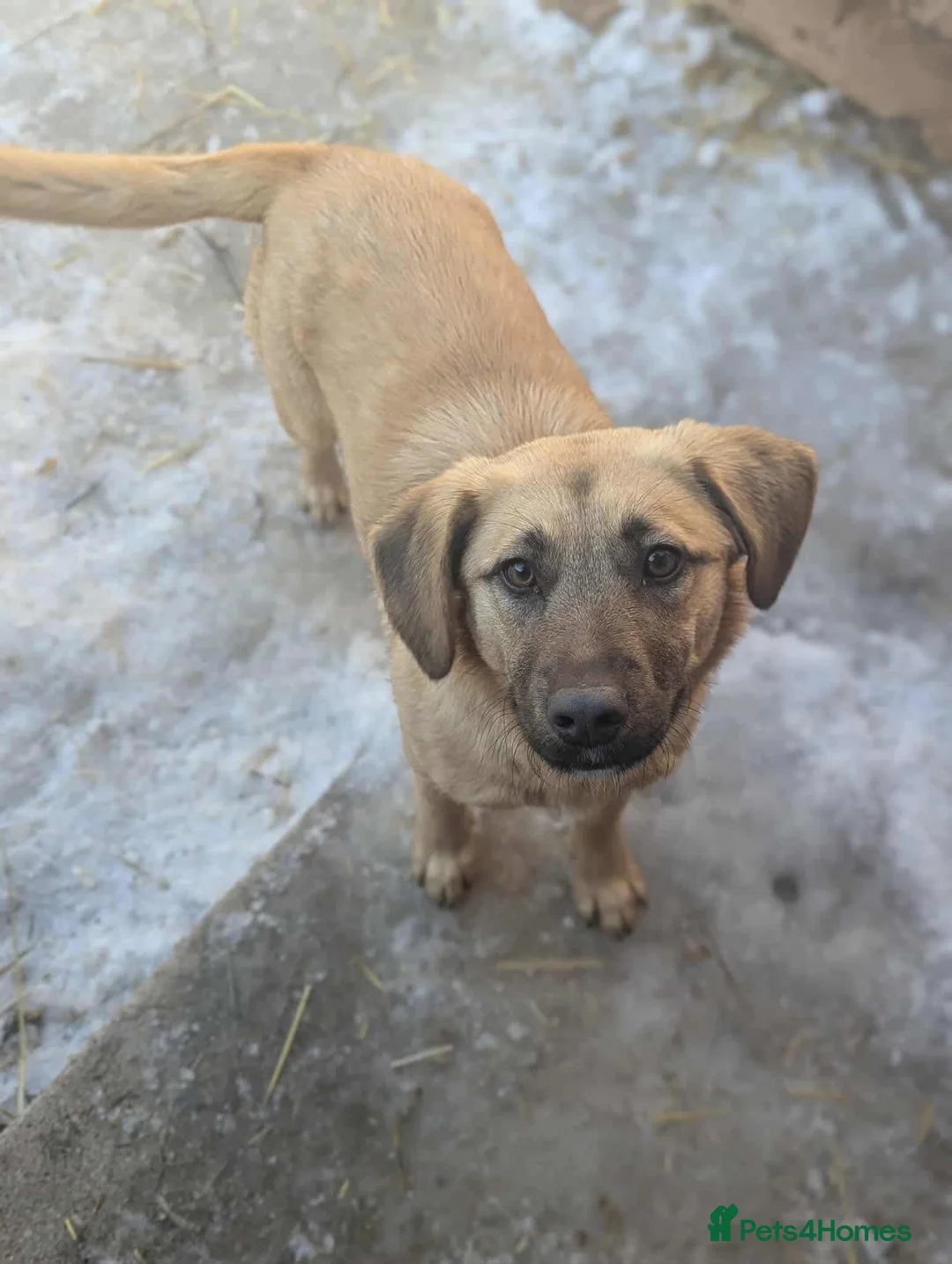 Mixed Breed dogs for adoption: Joy 💖 - Advert 1