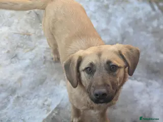 Mixed Breed dogs Joy 💖 - Advert 1