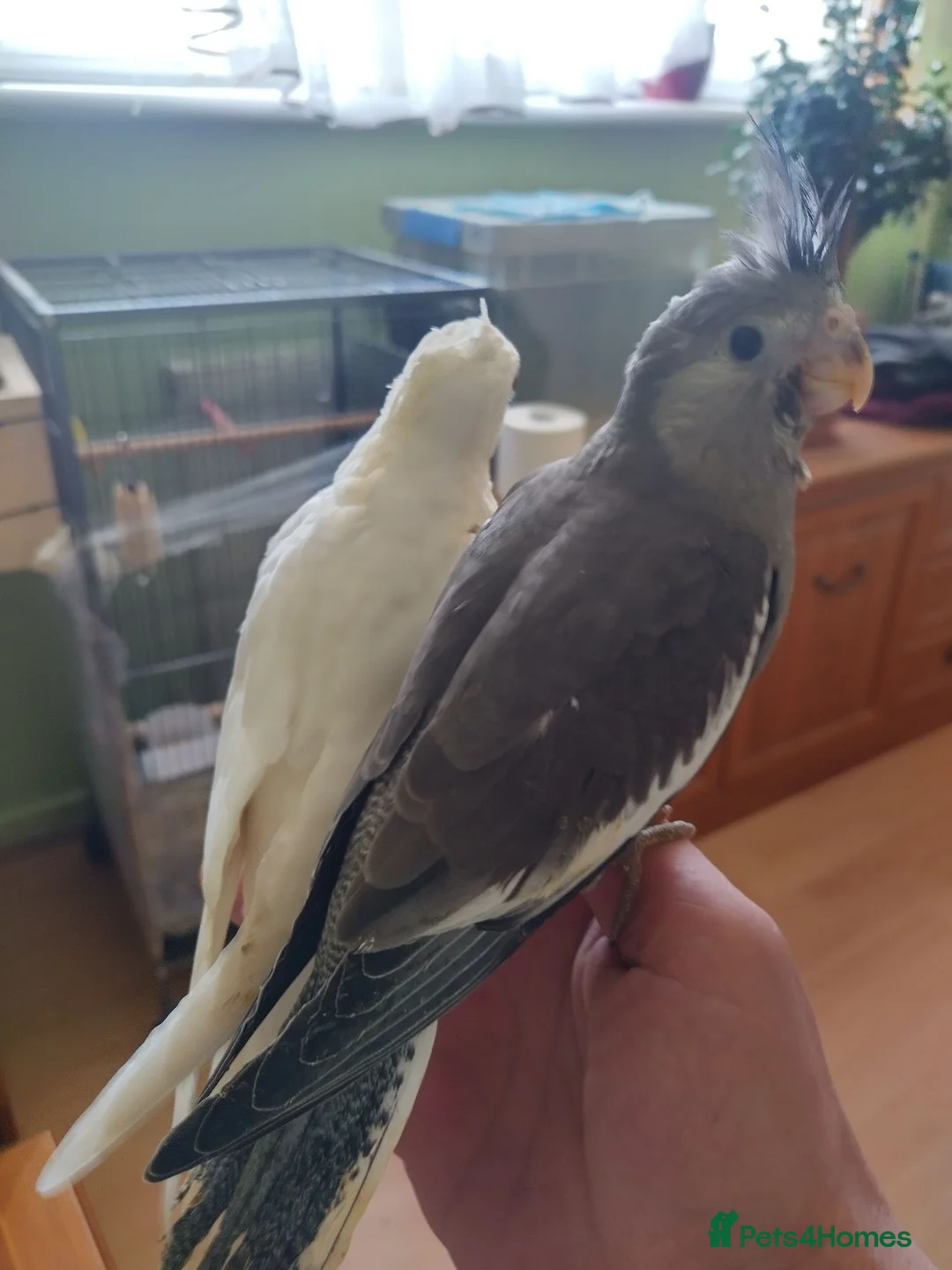 Cockatiels birds for sale: For sale  - Advert 7