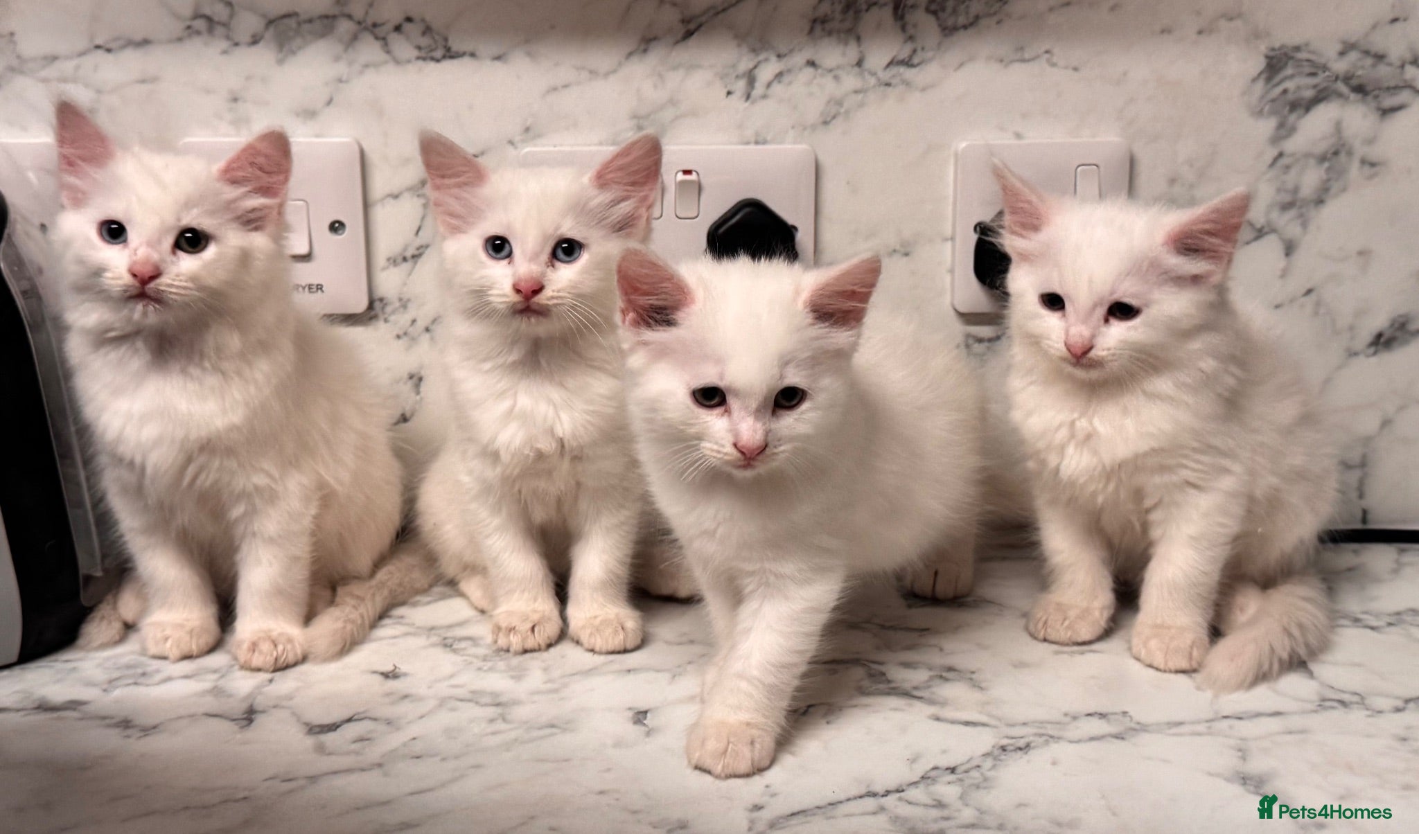 Mixed Breed cats 4 fluffy white kittens for sale - Advert 2