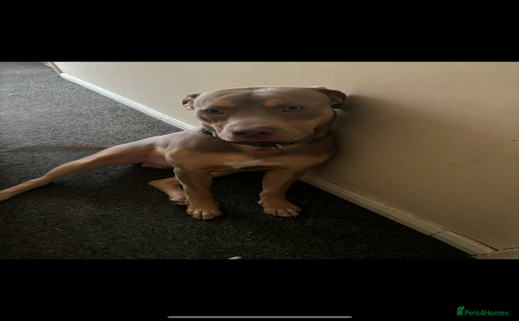 American Bully dogs - Advert 7