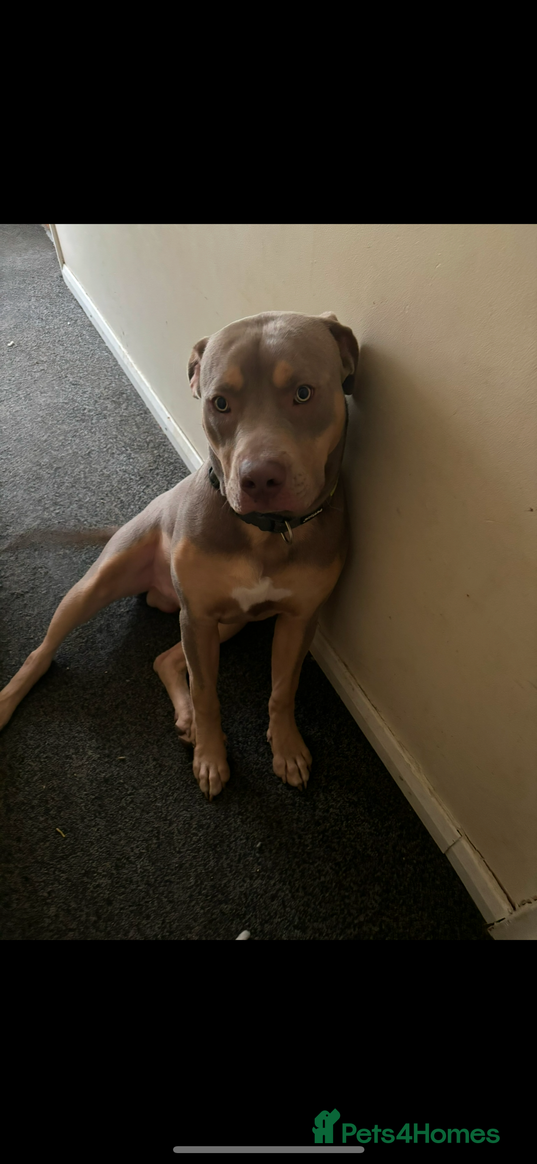 American Bully dogs for sale: Need too rehome - Image 1