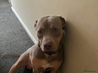 American Bully dogs - Advert 10