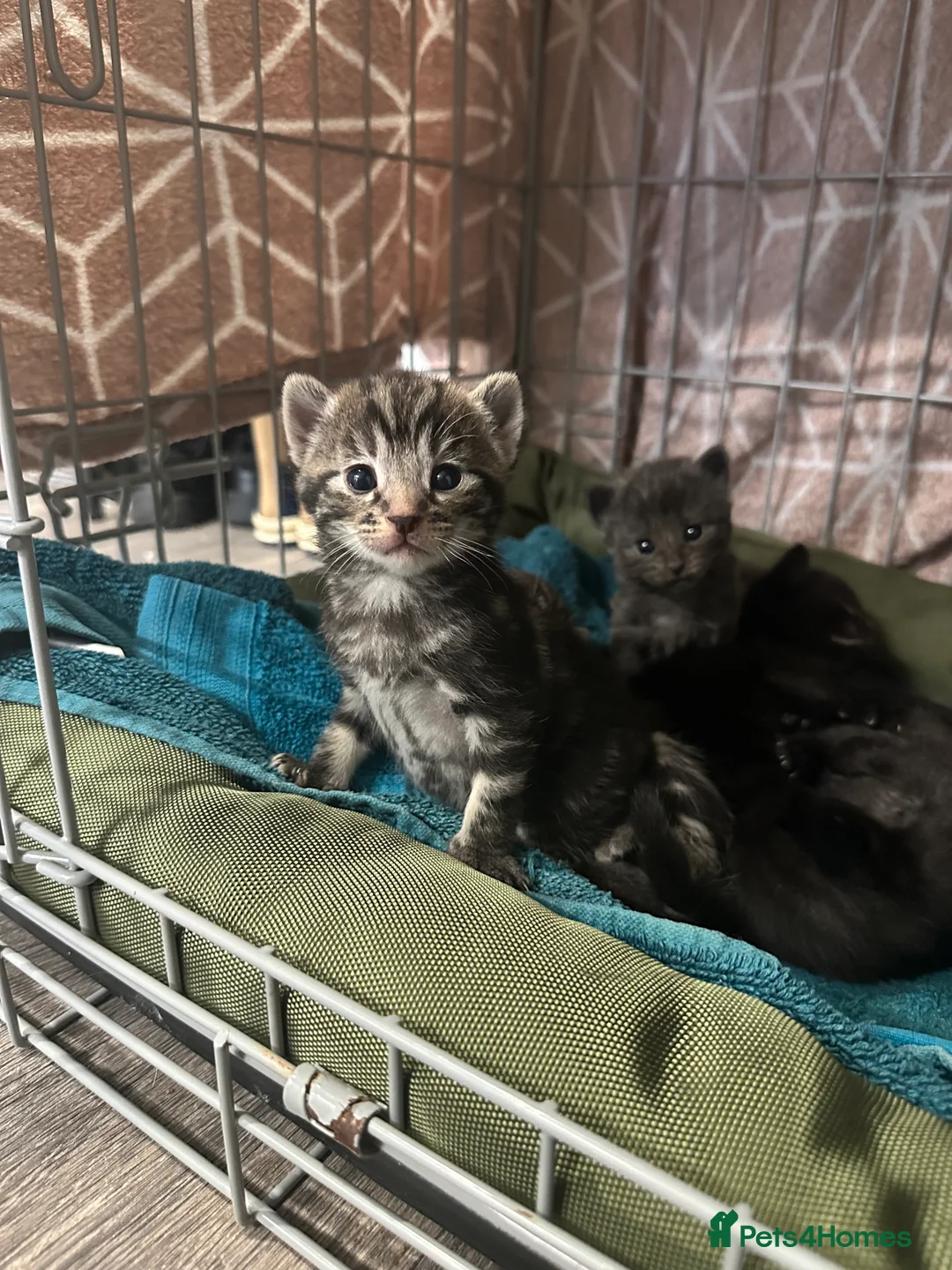 British Shorthair cats for sale: 7 beautiful British short hair crosses  - Advert 1