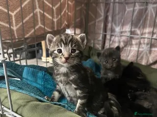 British Shorthair cats 7 beautiful British short hair crosses - Advert 1