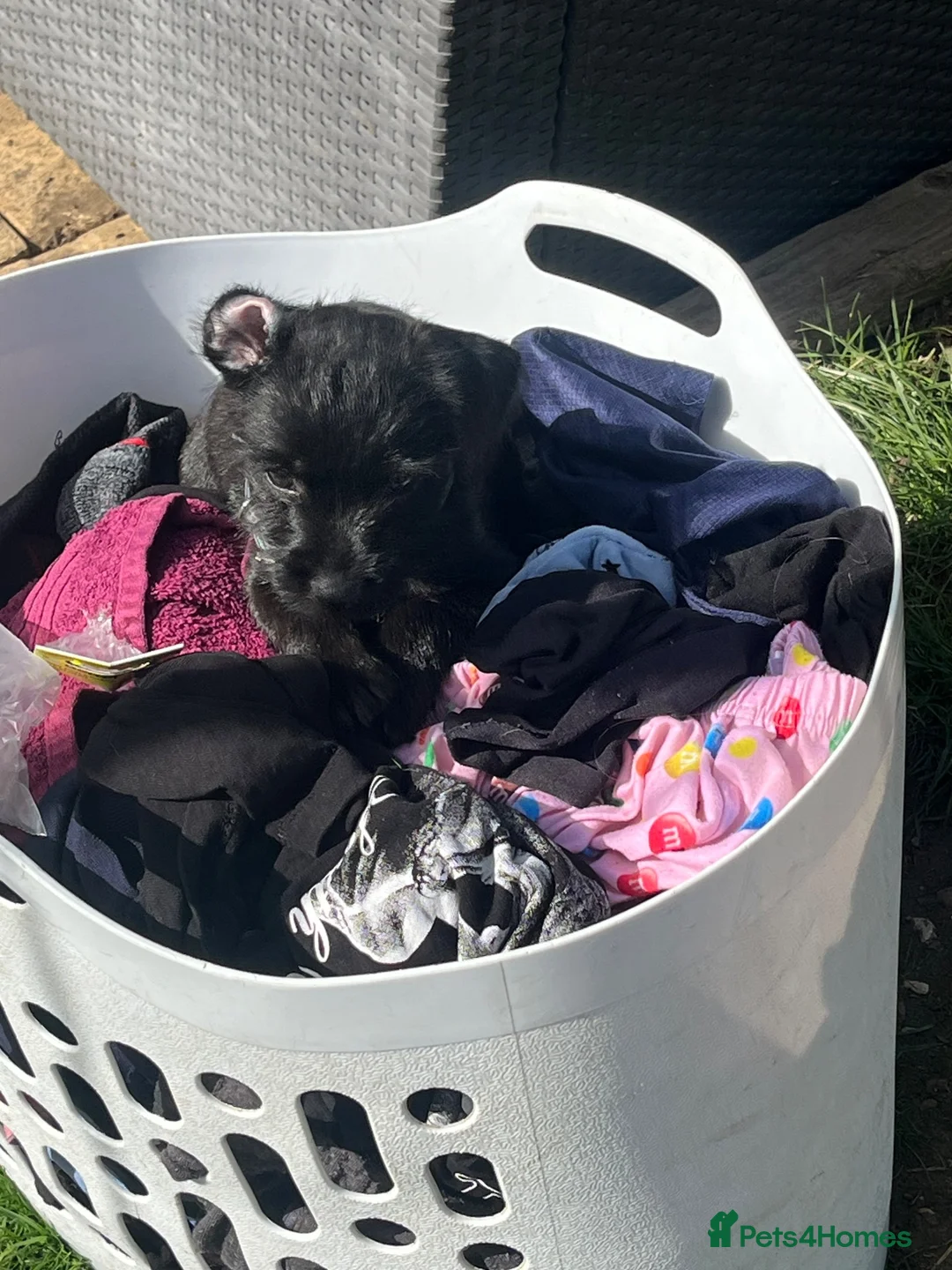 Patterdale Terrier dogs for sale: Patterdale terrier puppy boy x 1 11 weeks old  in Evesham - Advert 14