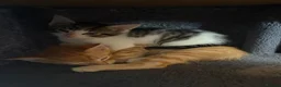 Mixed Breed cats for sale: Beautiful kittens - Advert 5