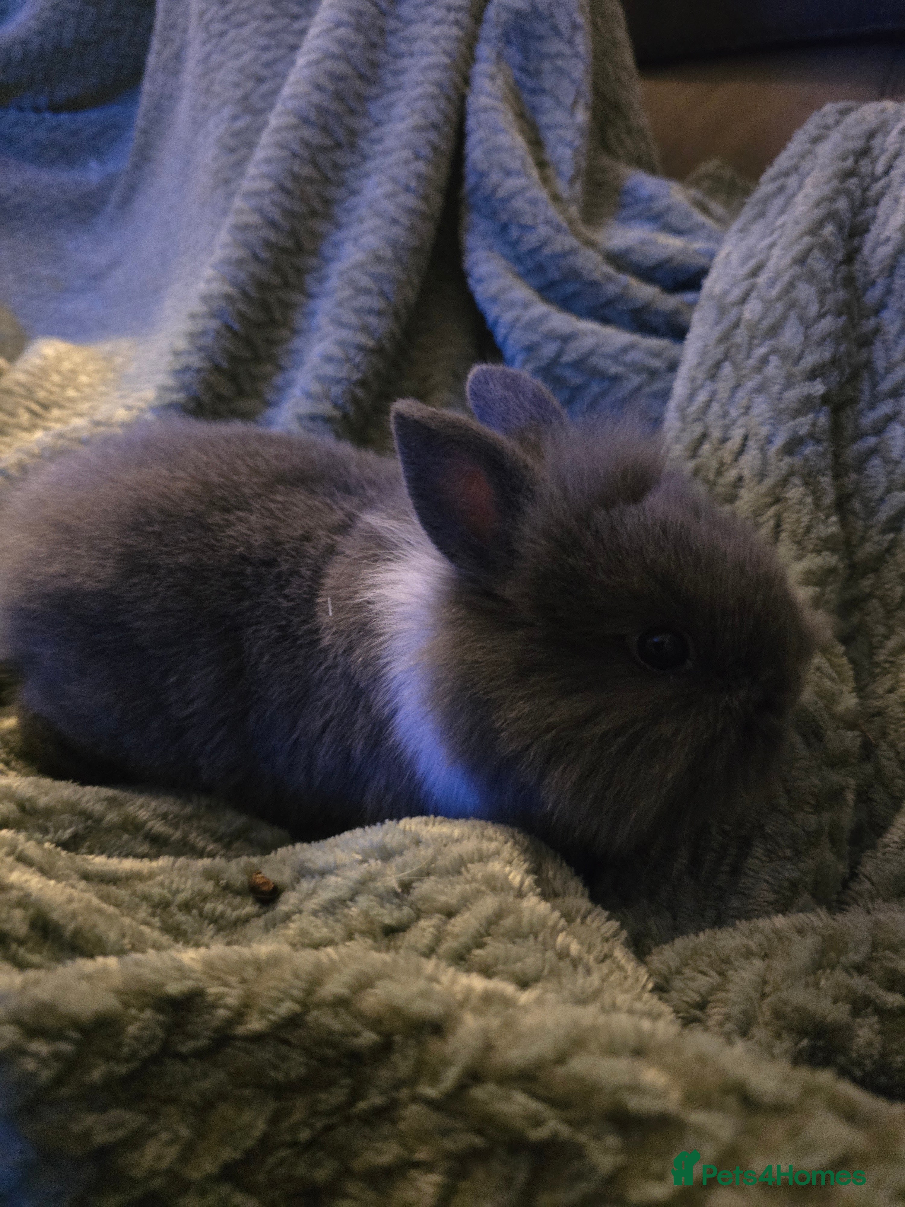 Mixed Breed rabbits Rabbits for sale.  - Advert 16