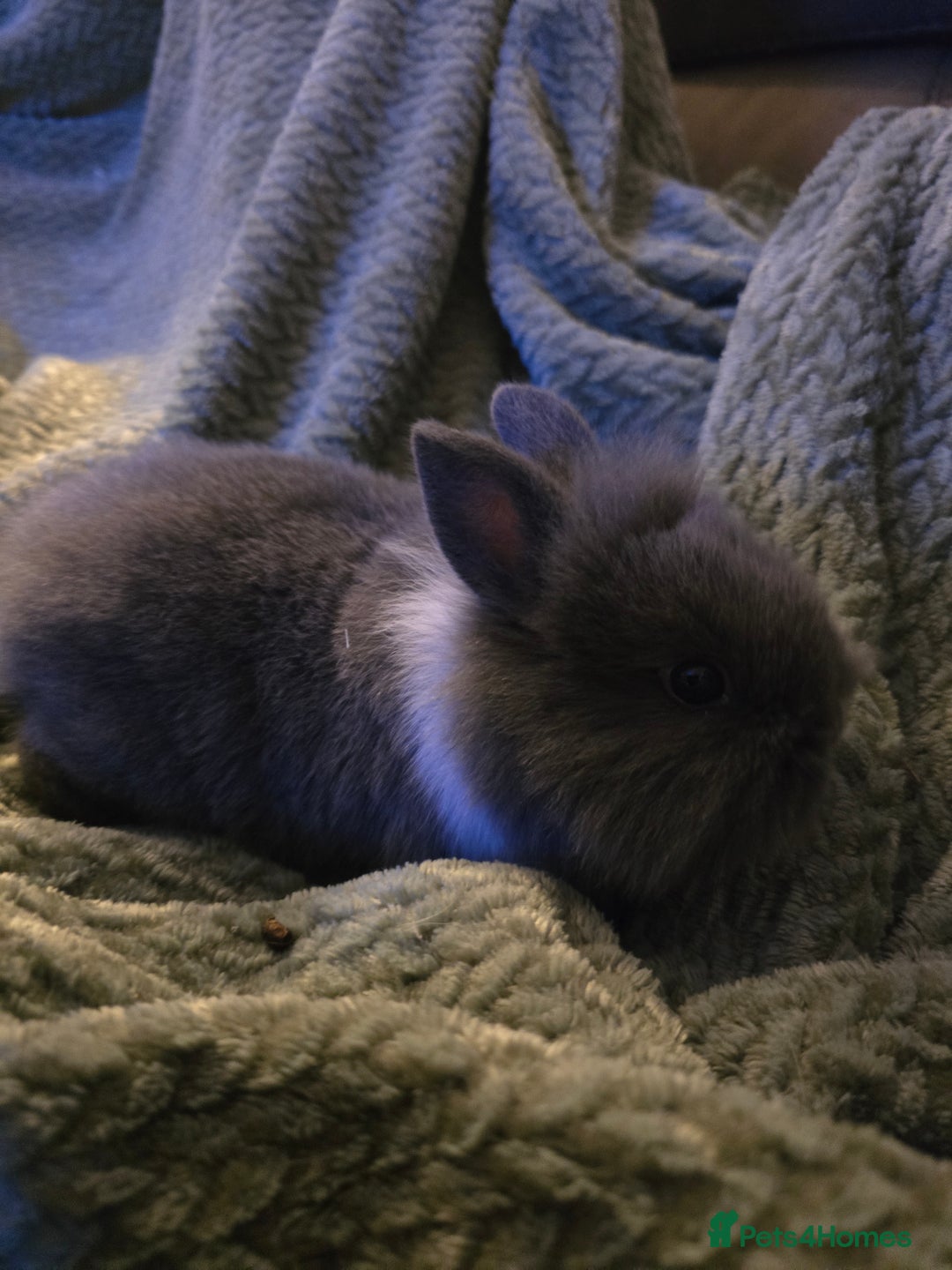 Mixed Breed rabbits for sale: Rabbits for sale.  - Advert 15