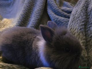 Mixed Breed rabbits Rabbits for sale. - Advert 20
