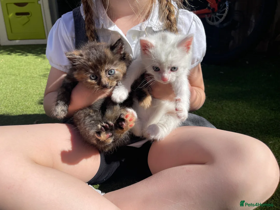 Mixed Breed cats for sale: 💕 beautiful kittens available 💕 - Advert 2