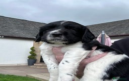 English Springer Spaniel dogs for sale: Springer Spaniels - Image 11