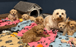 Cavapoochon dogs for sale: Cavapoochon puppies ready for new forever home💕 - Advert 19