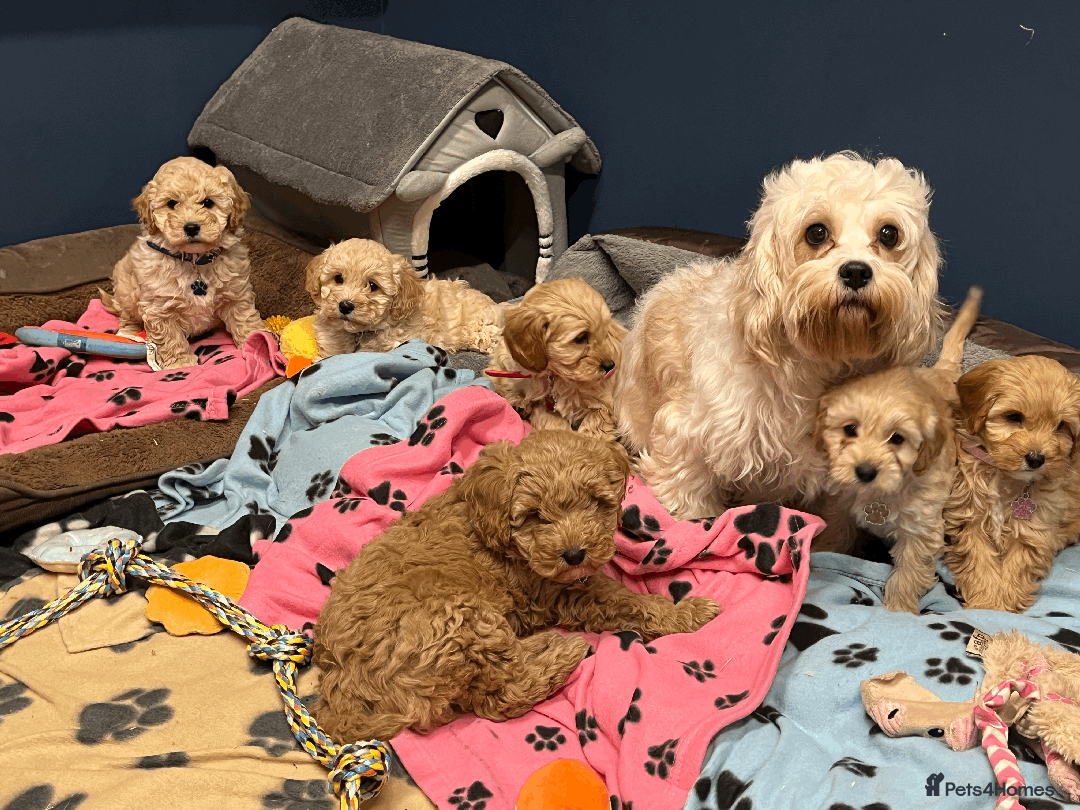 Cavapoochon dogs for sale: Cavapoochon puppies ready for new forever home💕 - Advert 19