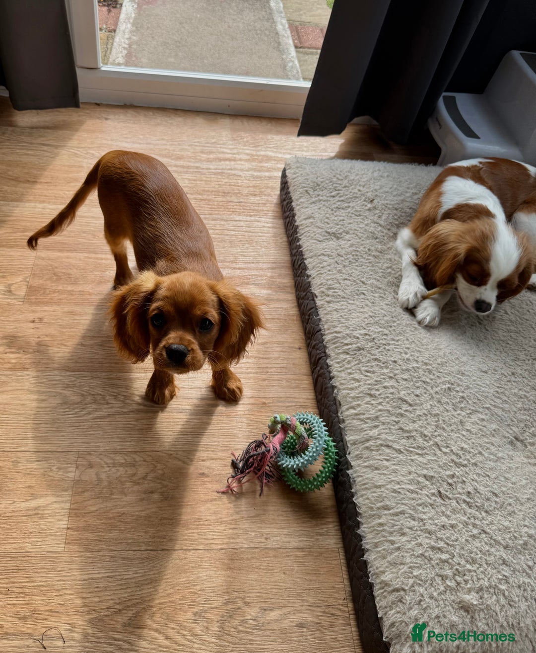 Cavalier King Charles Spaniel dogs for sale: KC reg, pedigree CKCS girl, ready to go - Image 6