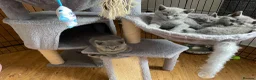 British Shorthair cats for sale: British blue shorthair kittens  - Advert 5