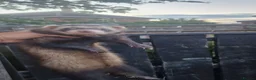 Ferret rodents for sale: Europeian polecat - Advert 2