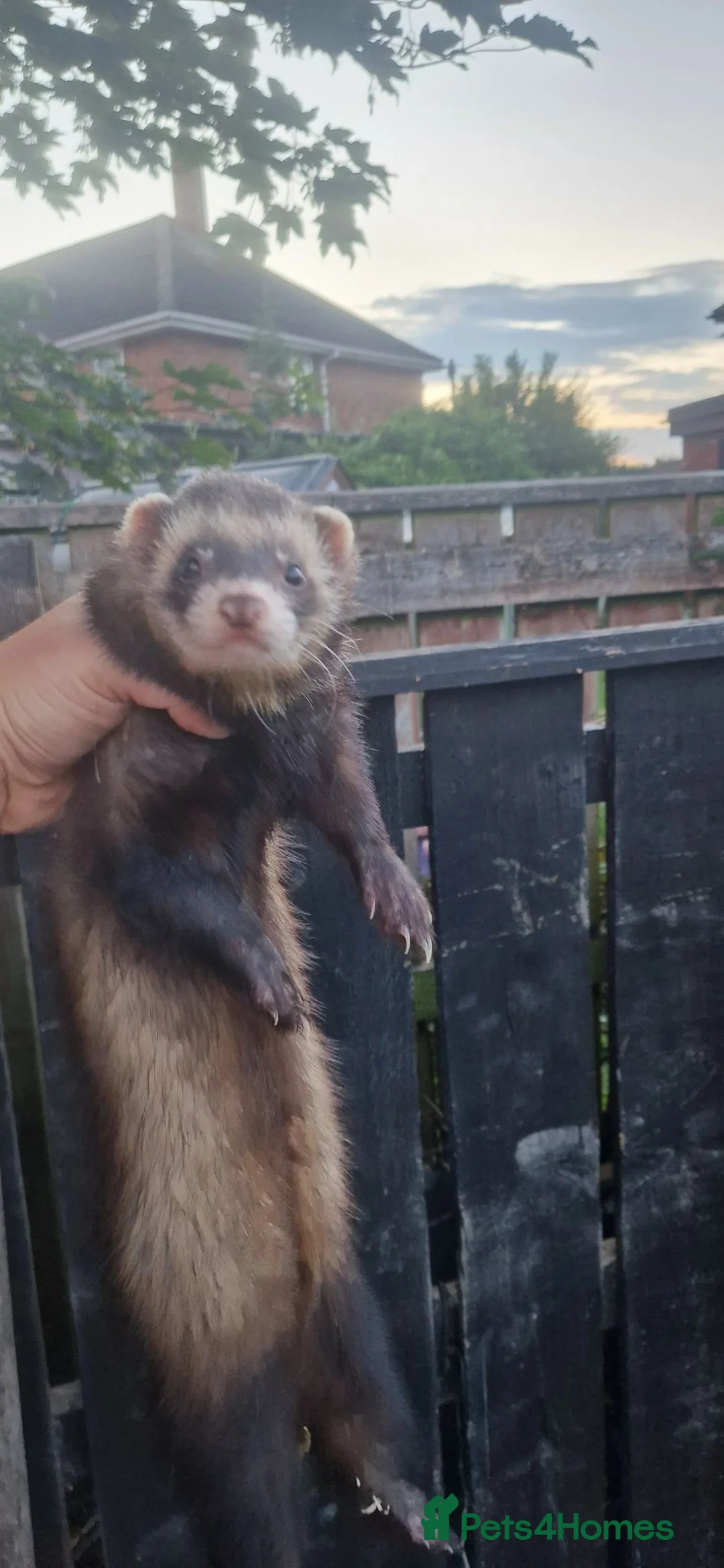 Ferret rodents for sale: Europeian polecat - Advert 2