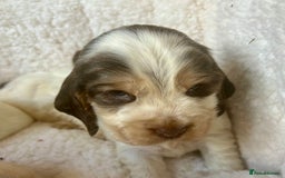 Cocker Spaniel dogs for sale: KC Show cocker spaniel pups chocolate Sable Roan   - Image 10