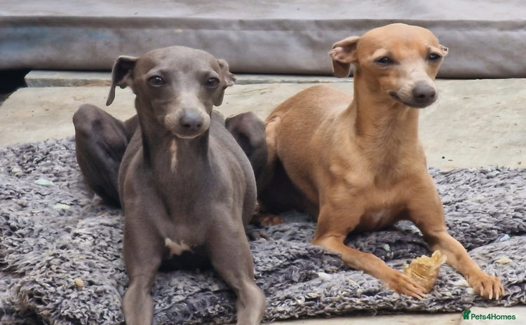 Italian Greyhound dogs - Advert 1