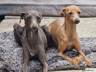 Italian Greyhound dogs Blue kc registered Italian greyhound STUD DOG - Advert 5