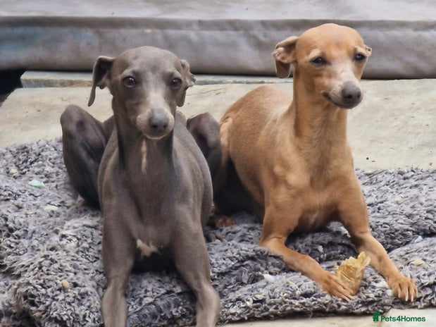 Italian Greyhound dogs - Advert 1