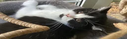 British Shorthair cats for sale: Fabulous GCCF kittens - Advert 6