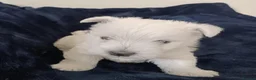 West Highland Terrier dogs for sale: RKC Westies quality puppies for sale  - Advert 11