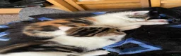 Mixed Breed cats for sale: MIXED BREEDS CATS NEED GONE ASAP in Motherwell - Advert 8