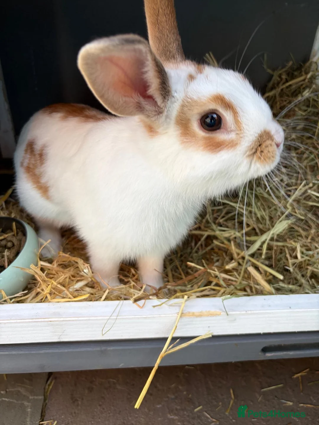 Mixed Breed rabbits for sale: Two rabbits for sale male / female  in Durham - Advert 2