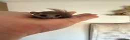 Mouse rodents for sale: African Pygmg dormice- pair females.  - Advert 3
