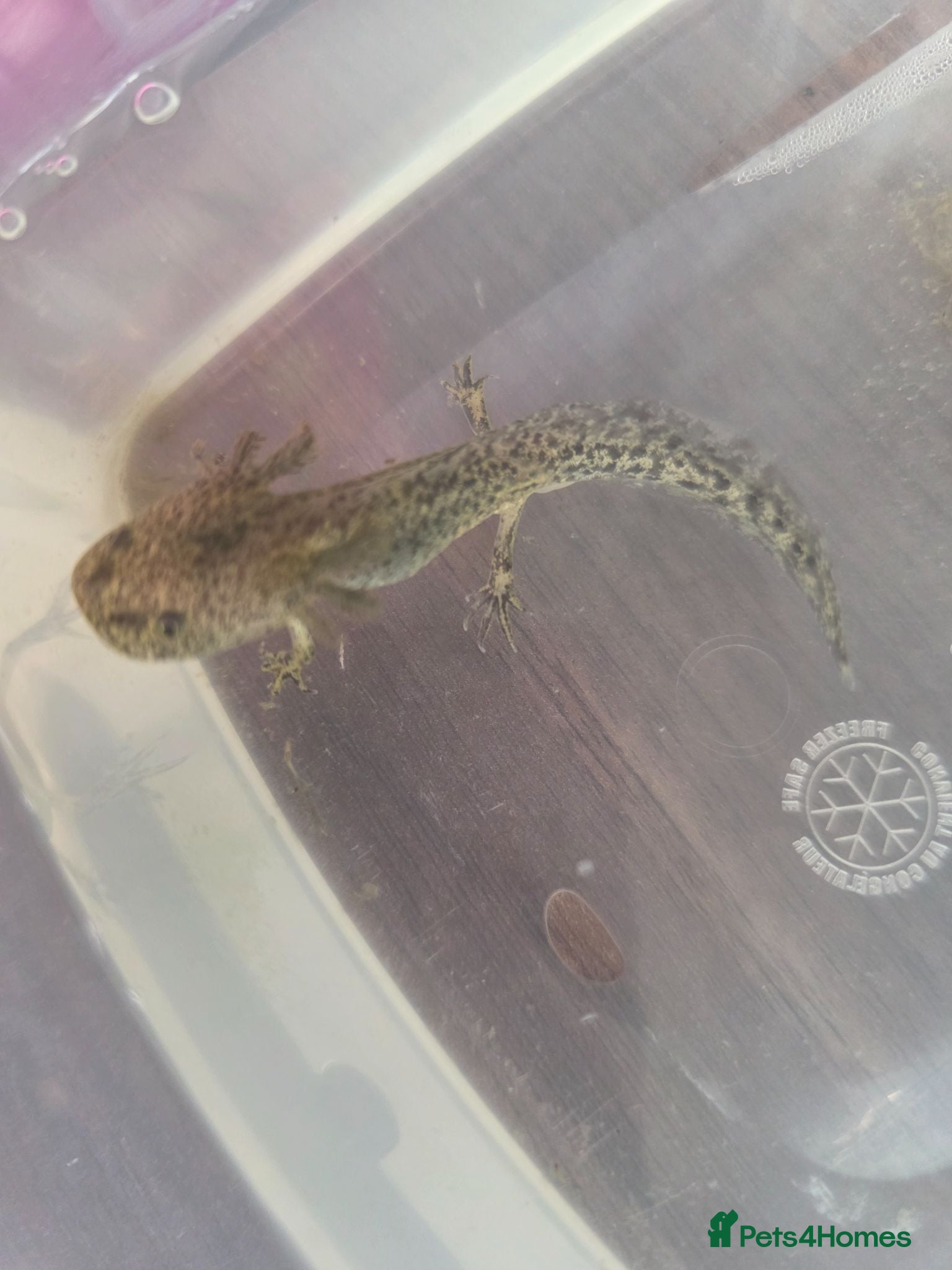Axolotl reptiles Juvenile Axolotls - Advert 1