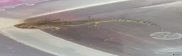 Axolotl reptiles for sale: Juvenile Axolotls - Advert 1