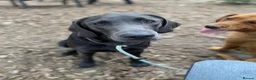 Labrador Retriever dogs for sale: Charcoal female labrador for rehoming - Advert 2