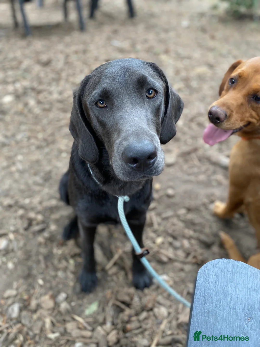 Labrador Retriever dogs for sale: Charcoal female labrador for rehoming - Advert 2